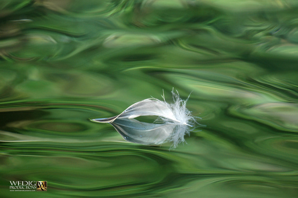 Mallard feather